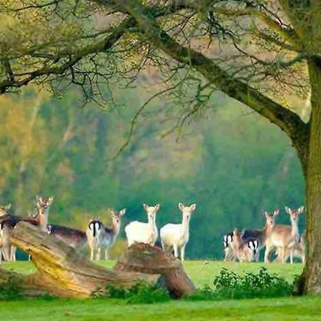New Forest Retreat Shorefield Country Park ليمنجتون المظهر الخارجي الصورة