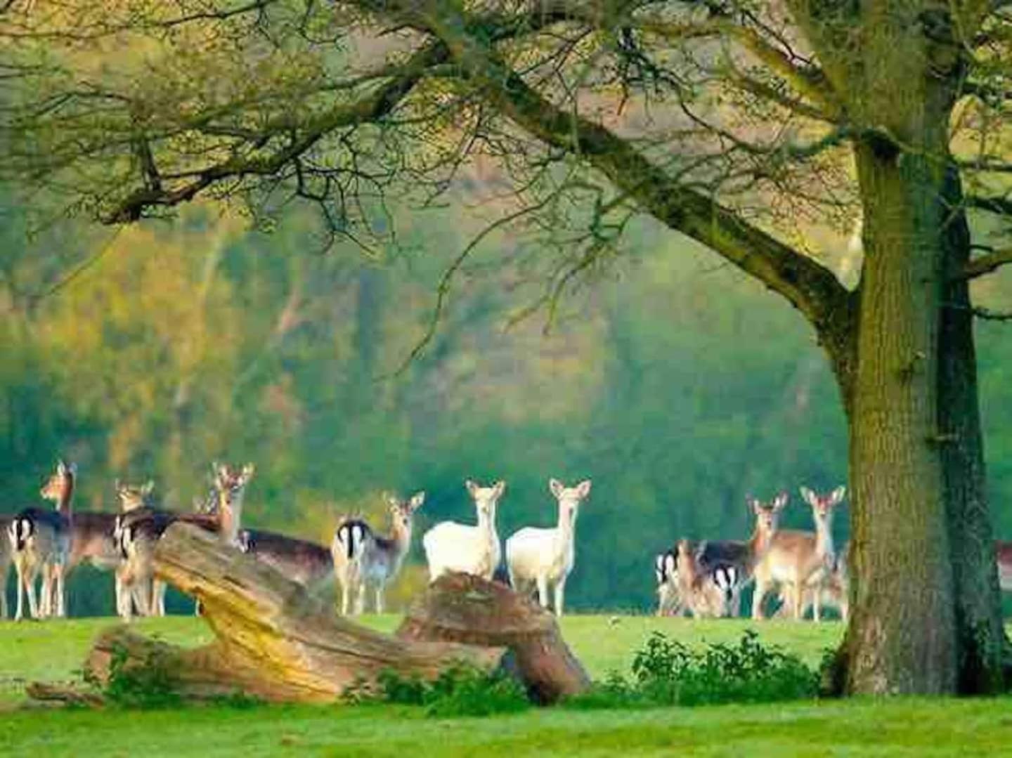 New Forest Retreat Shorefield Country Park ليمنجتون المظهر الخارجي الصورة