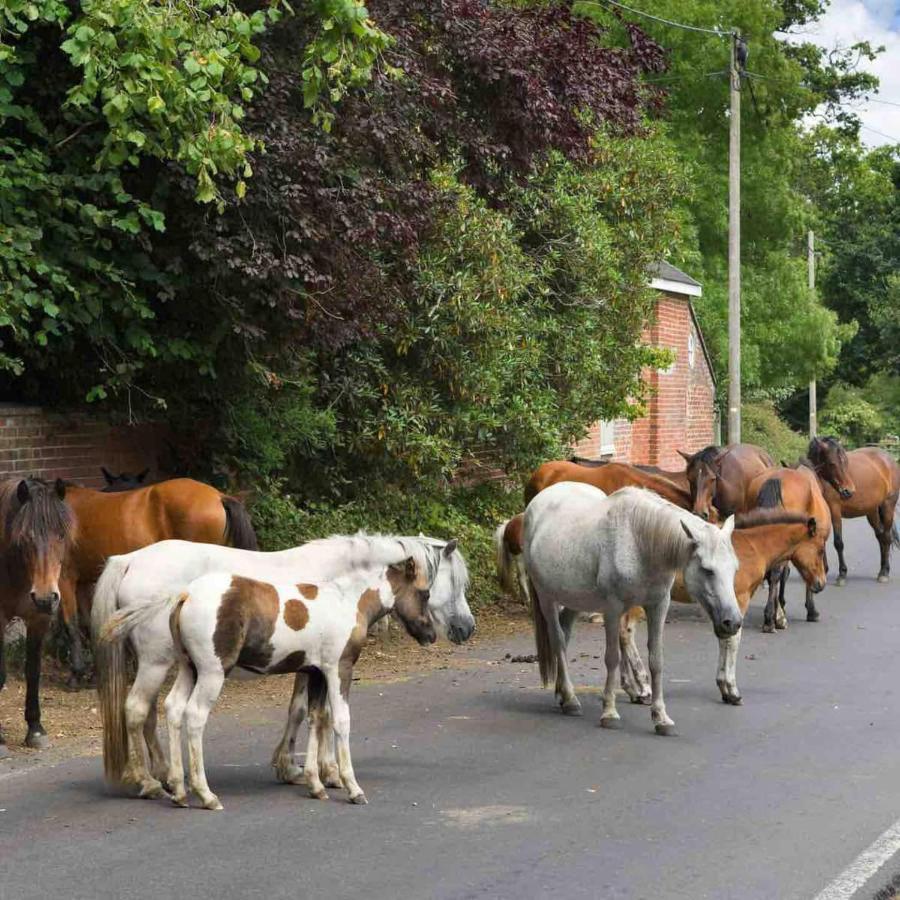 New Forest Retreat Shorefield Country Park ليمنجتون المظهر الخارجي الصورة
